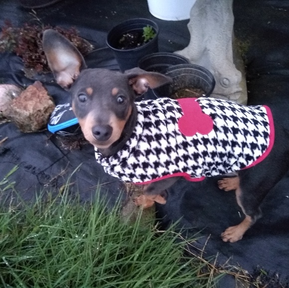 Meet your Posher, Catarina - Picture 8 of 8